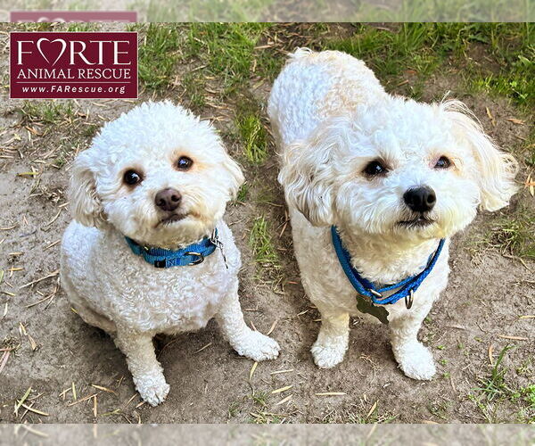 Medium Photo #3 Poodle (Miniature) Puppy For Sale in Marina del Rey, CA, USA