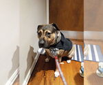 Small #2 German Shepherd Dog Mix