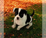 Small Jack Russell Terrier