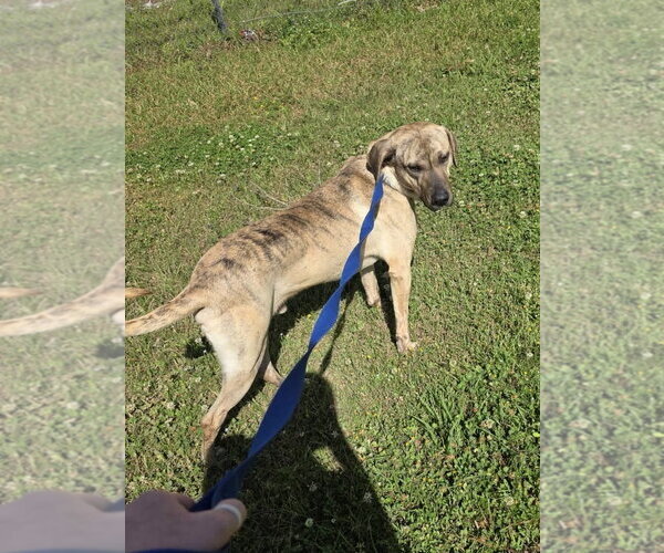 Medium Photo #3 Plott Hound-Unknown Mix Puppy For Sale in Rockaway, NJ, USA