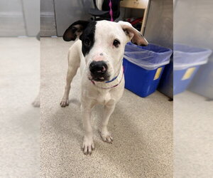Mutt Dogs for adoption in Riverside, CA, USA