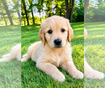 Small #7 Golden Retriever