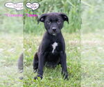 Small #3 Labrador Retriever Mix
