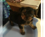 Small Photo #2 French Bulldog Puppy For Sale in METUCHEN, NJ, USA