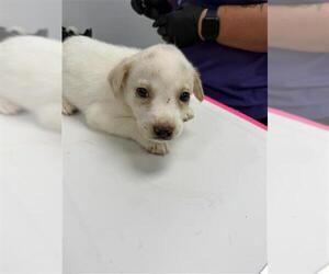 Golden Retriever-Unknown Mix Dogs for adoption in Corpus Christi, TX, USA