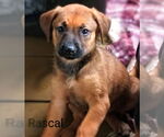 Small #5 Rhodesian Ridgeback Mix