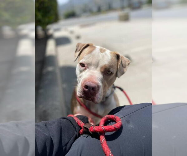 Medium Photo #26 American Staffordshire Terrier-Unknown Mix Puppy For Sale in Lake Forest, CA, USA