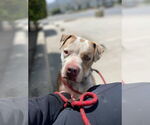 Small #25 American Staffordshire Terrier Mix