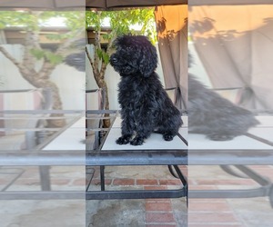 Goldendoodle Puppy for sale in HUNTINGTON PARK, CA, USA