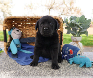 Labrador Retriever Puppy for sale in SYRACUSE, IN, USA