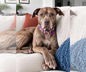 American Pit Bull Terrier-Unknown Mix Dogs for adoption in Westminster, MA, USA