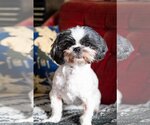Small Photo #7 Shih Tzu Puppy For Sale in St. Louis Park, MN, USA