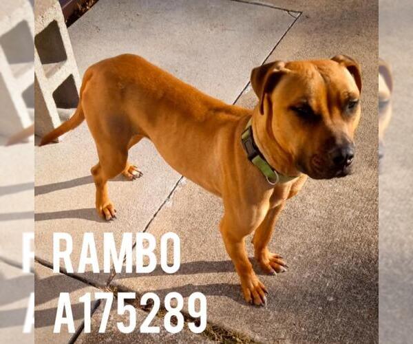 Medium Photo #2 Mutt Puppy For Sale in Tulsa, OK, USA