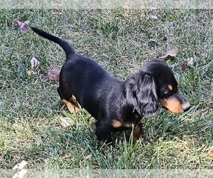 Dachshund Puppy for sale in CLARK, MO, USA