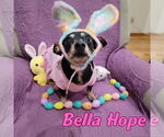 Small Photo #64 Dachshund-Unknown Mix Puppy For Sale in San Antonio, TX, USA