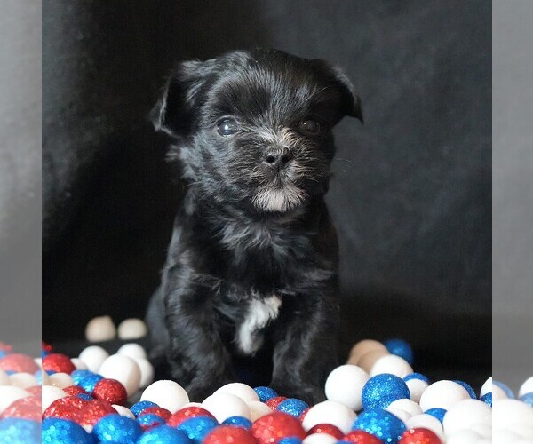 Medium Photo #1 Morkie Puppy For Sale in ROCK VALLEY, IA, USA