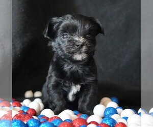 Morkie Puppy for sale in ROCK VALLEY, IA, USA