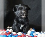 Small Morkie