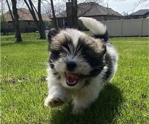 Shih Tzu Puppy for Sale in RICHMOND, Michigan USA