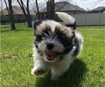 Small Shih Tzu