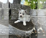 Small #12 Alaskan Klee Kai-Pomsky Mix