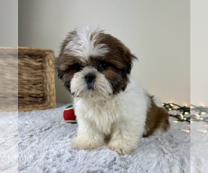 Shih Tzu Puppy for sale in GREENFIELD, IN, USA