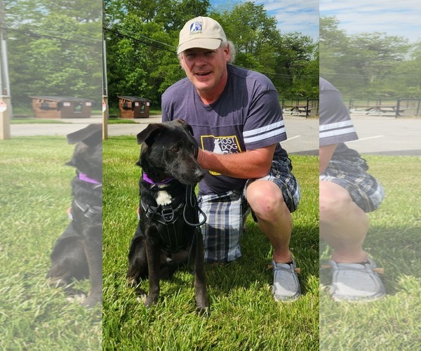 Medium Photo #14 Labrador Retriever-Unknown Mix Puppy For Sale in Mount Laurel, NJ, USA