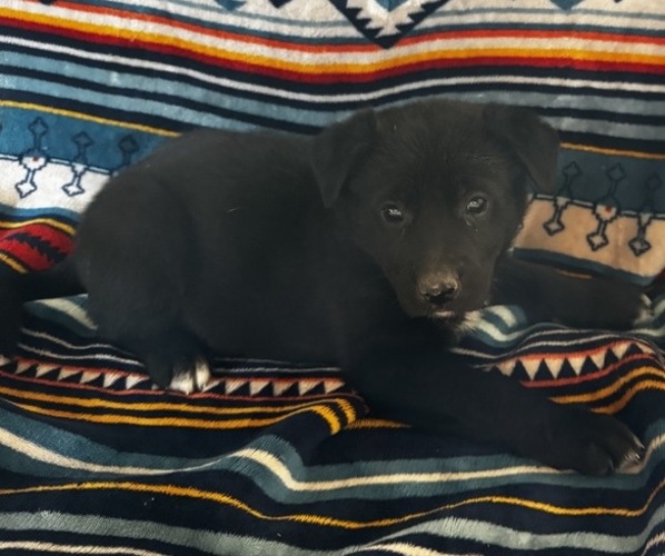 Medium Photo #3 Shepradors Puppy For Sale in IDABEL, OK, USA