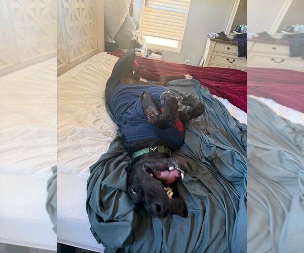 Medium Photo #3 Great Dane Puppy For Sale in Bullard, TX, USA