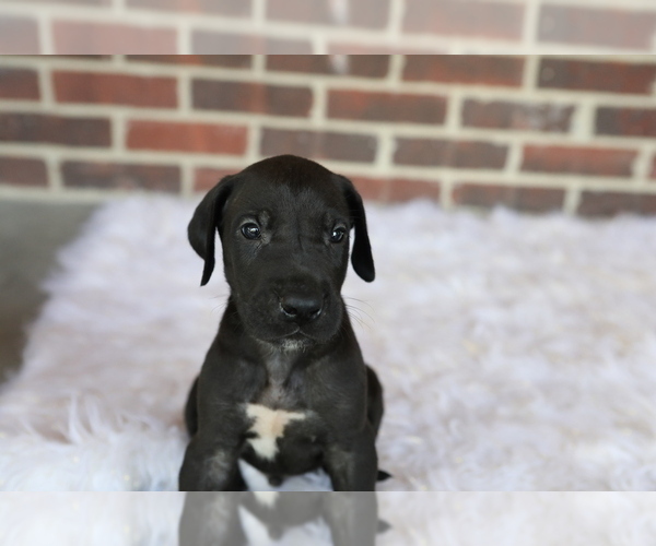 Medium Photo #1 Great Dane Puppy For Sale in GOSHEN, IN, USA