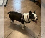 Small #1 Faux Frenchbo Bulldog