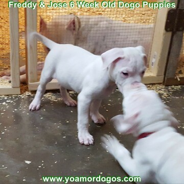 Medium Photo #136 Dogo Argentino Puppy For Sale in JANE, MO, USA