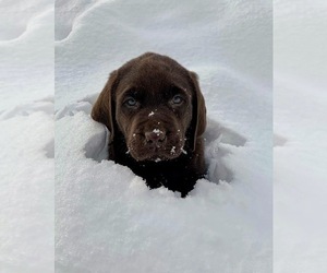 Labrador Retriever Puppy for sale in KETTLE FALLS, WA, USA