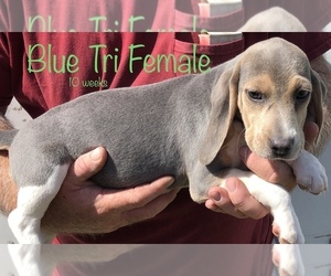 Beagle Puppy for Sale in CLINTON, Missouri USA