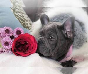 Medium French Bulldog