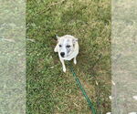 Small #3 Mutt