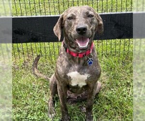 Plott Hound Dogs for adoption in Potomac, MD, USA