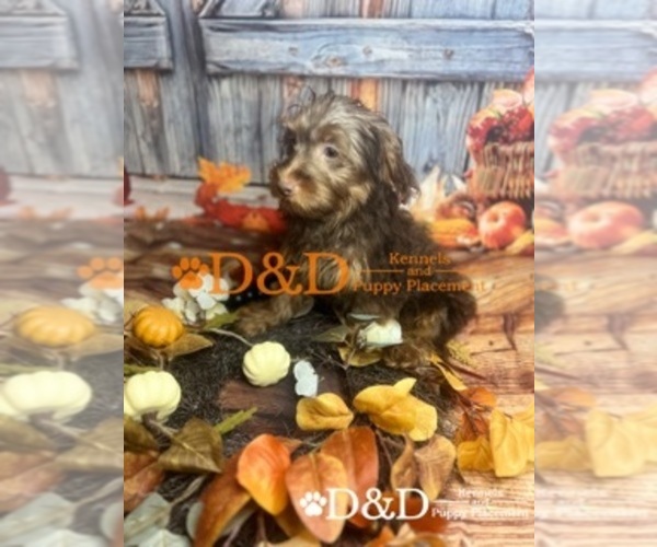 Medium Photo #3 YorkiePoo Puppy For Sale in RIPLEY, MS, USA