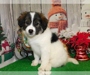 Border Collie Puppy for sale in HAMMOND, IN, USA