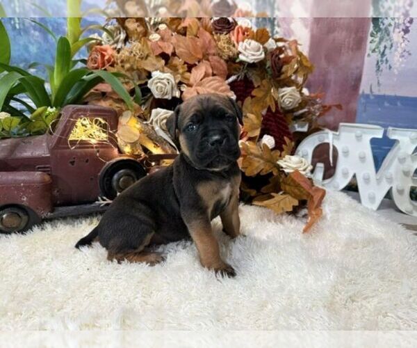 Medium Photo #1 Cane Corso Puppy For Sale in OOLOGAH, OK, USA