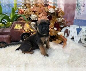 Cane Corso Puppy for sale in OOLOGAH, OK, USA