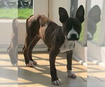 Small #14 American Pit Bull Terrier-Mountain Cur Mix
