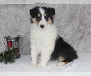 Collie Puppy for sale in APPLE CREEK, OH, USA