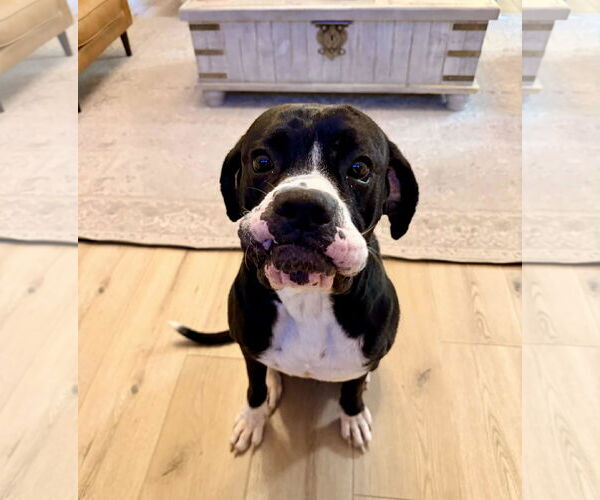Medium Photo #1 Boxer Puppy For Sale in Burnsville, MN, USA