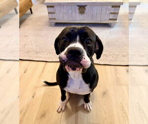Boxer Dogs for adoption in Burnsville, MN, USA