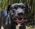 Small Labrador Retriever Mix