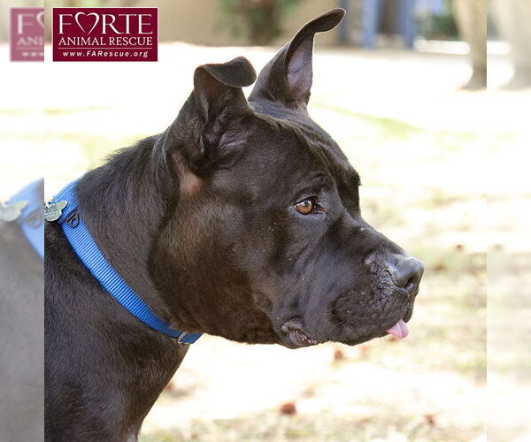 Medium Photo #6 American Staffordshire Terrier-Unknown Mix Puppy For Sale in Marina del Rey, CA, USA