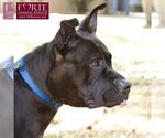 Small #5 American Staffordshire Terrier Mix