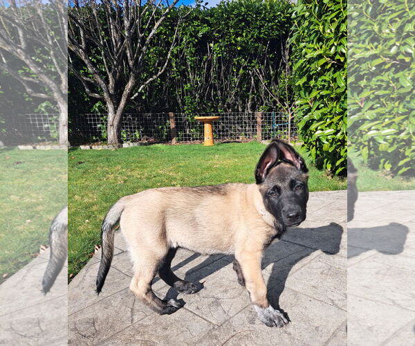 Medium Photo #12 German Shepherd Dog Puppy For Sale in Seattle, WA, USA