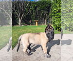 Small #11 German Shepherd Dog
